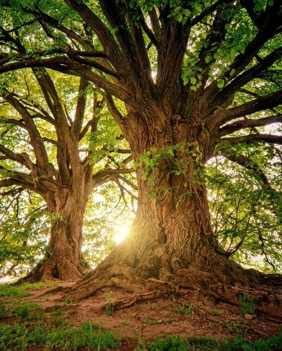 roots-starflower-2